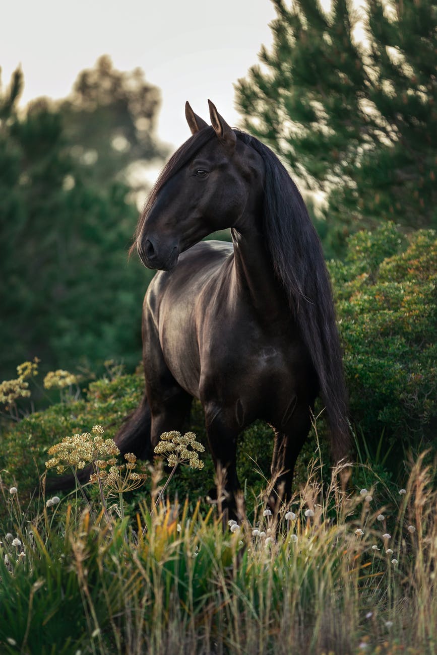 black horse on green grass